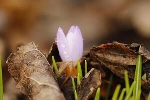 bleu violet crocus. le crocus un de le premier fleurs à Floraison après le hiver photo