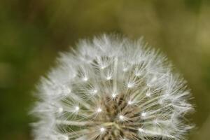 pissenlit des graines ou duveteux photo