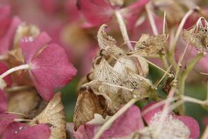 rose hortensia avec magnifique fleurs photo