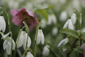 proche en haut de blanc neige gouttes. le premier fleurs à Floraison dans janvier photo