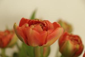 double Orange rose tulipes photo