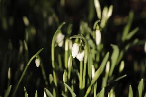 proche en haut de blanc neige gouttes photo