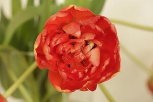 rouge tulipes sont printemps fleurs photo