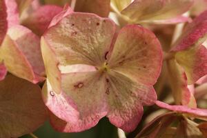 rose hortensia avec magnifique fleurs photo
