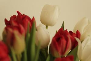 tulipes rouges et blanches photo