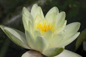 Jaune l'eau lis fleur dans une étang photo