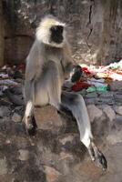 en mangeant singe. hanuman langur est une peu singe avec une noir affronter, vivant dans Inde photo