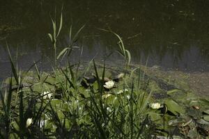 l'eau lis avec fleurs dans une canal photo