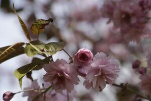 proche en haut de une branche de Japonais Cerise fleur photo