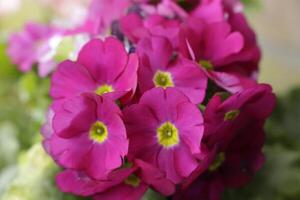 rose et Jaune primevère photo