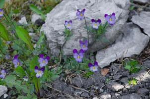 pensée fleurs grandir près le pierre photo