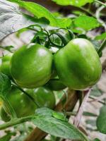 une vert tomate plante cette grandit suivant à mon de grand-mère loger, pris se soucier de par mon grand-mère et grand-père photo