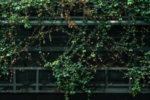 une gros vert feuille mur derrière le bâtiment. photo