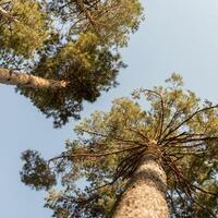 bas vue de énorme des arbres. ces sont pins, populairement appelé navire pins. le bois de cette arbre est utilisé à faire navire mâts. photo