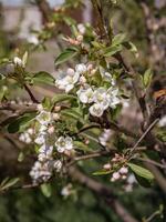 Cerise arbre branche avec grand blanc fleurs. magnifique Contexte avec floral modèle. photo