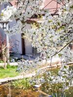 blanc Cerise fleurs plus de le étang. luxuriant épanouissement de les plantes dans printemps. photo