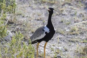 proche en haut image de un Masculin botswanatrap dans le namibien Kalahari photo