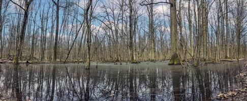 image de sans feuilles des arbres permanent dans une marais et réfléchi dans le l'eau photo