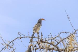 image de un Monteirotoko oiseau séance sur une arbre contre bleu ciel dans Namibie photo