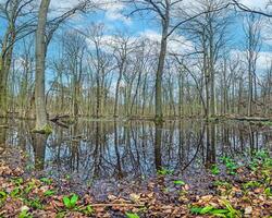 image de sans feuilles des arbres permanent dans une marais et réfléchi dans le l'eau photo