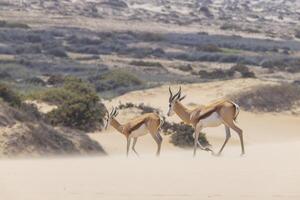 image de deux springboks avec cornes dans sur une le sable dune dans namib désert dans Namibie photo