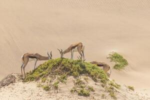 image de une groupe de springboks avec cornes dans sur une le sable dune dans namib désert dans Namibie photo