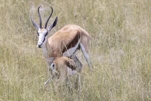 image de une springbok avec cornes dans etosha nationale parc dans Namibie photo