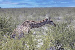 image de une girafe dans le namibien savane pendant le journée photo