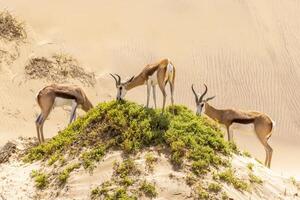 image de une groupe de springboks avec cornes dans sur une le sable dune dans namib désert dans Namibie photo