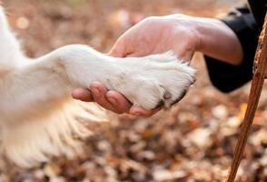 femme blonde tenant une patte de son chien photo