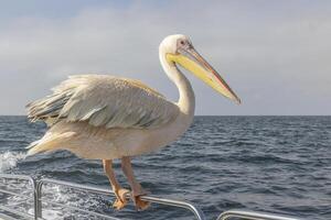 image de une grand pélican séance sur une bateau balustrade près walvis baie dans Namibie pendant le journée photo