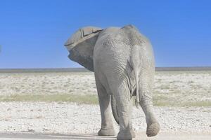 image de un l'éléphant dans etosha nationale parc dans Namibie pendant le journée photo