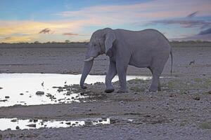 image de un en buvant l'éléphant à une trou d'eau dans etosha nationale parc dans Namibie pendant le journée photo