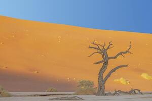 image de une mort arbre dans le Deadvlei sel la poêle dans le namib désert dans de face de rouge le sable dunes dans le Matin lumière photo