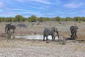 image de un groupe de éléphants dans etosha nationale parc dans Namibie pendant le journée photo