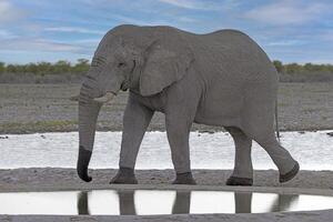 image de un en buvant l'éléphant à une trou d'eau dans etosha nationale parc dans Namibie pendant le journée photo