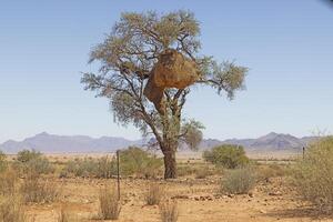 image de une arbre avec une grand tisserand des oiseaux nid dans Namibie photo