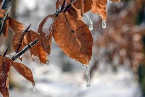 image de une arbre feuille couvert dans la glace dans lumière du soleil photo