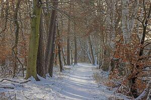 image de une couvert de neige chemin dans une hivernal forêt dans le soir photo