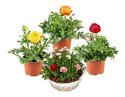 ensemble de fleurs dans des pots Couper en dehors isolé blanc Contexte avec coupure chemin photo