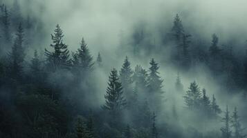 énigmatique rêverie, fond d'écran Contexte avec une couvert de brouillard forêt, évoquant mystère et intrigue photo