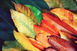 belles feuilles colorées créatives en automne pour le fond et la toile de fond. c'est un fond d'écran pour décorer de la publicité. photo