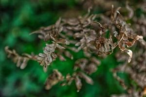 feuilles brunies, fermer photo