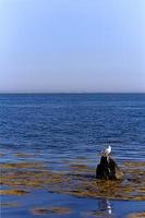 mouette sur un rocher en mer photo