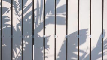 Contexte de blanc en bois clôture mur avec lumière du soleil et paume branche ombre sur surface photo