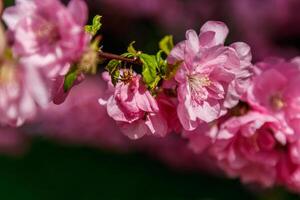 magnifique printemps Sakura dans le du soleil des rayons macro photo