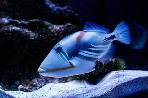 poisson peint baliste rhinocéros aculéat photo