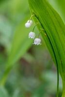 magnifique printemps épanouissement fleurs de lys de le vallée avec gouttes de fleurs rosée photo