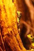 lézard basiliscus plumifrons, vert huppé basilic photo