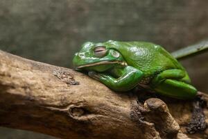 une vert crapaud est assis sur une branche photo